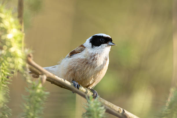 istock Eurassian Penduline Tit 2213839796