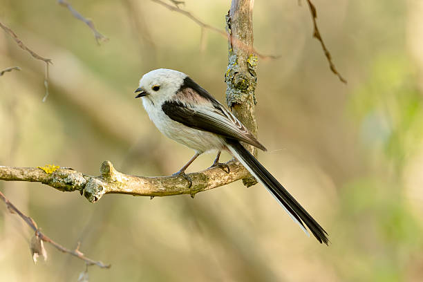 istock Long-Tailed Tit Sits On Branch 2213839811