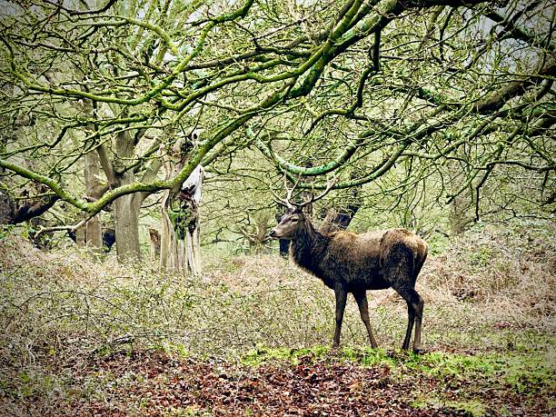 istock Majestic Deer in Serene Forest 2213840469