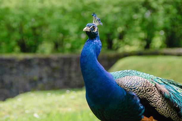 Peacock sitting on a tree in the park