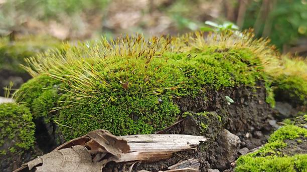istock flowers from green moss 2213841263