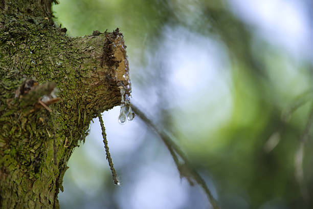 istock Close-up tree resin dripping from a cut branch in a peaceful forest setting. 2213842593
