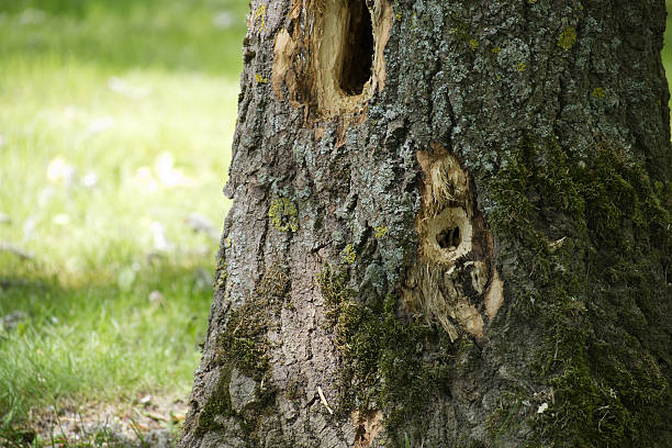 tree, bark, nature, wood, textured, green, forest, brown, moss, lichen, old, native, rough, texture, bare trunk, abstract, ocote