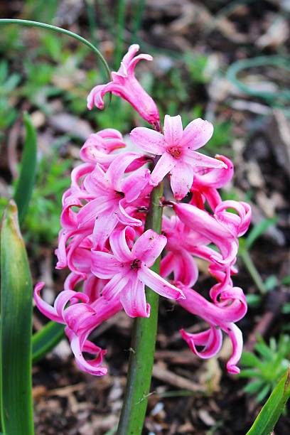 istock Vibrant Pink Hyacinth Flowers in Bloom 2213844302