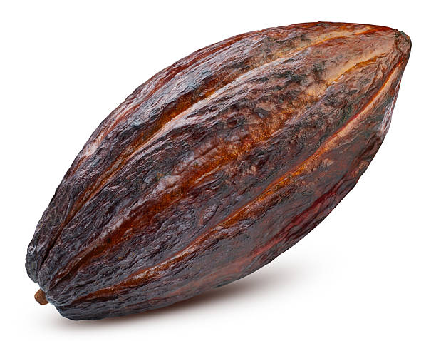 istock Cocoa pod isolated on white background 2213844619