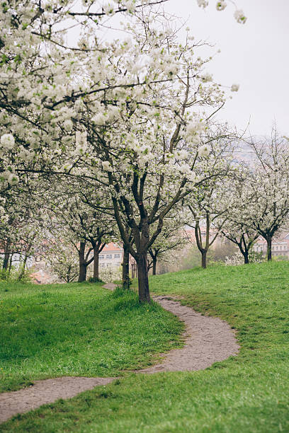 Blooming cherry trees line a winding path in Prague, creating a tranquil atmosphere perfect for leisurely strolls. Visitors enjoy the beauty of spring flowers in the park.