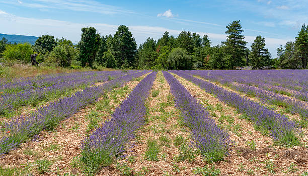 istock Lavender field in France 2213847467