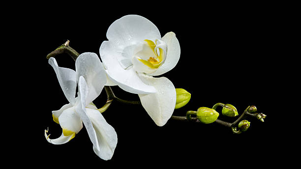 istock White Phalaenopsis Orchid with Buds black background 2213847550