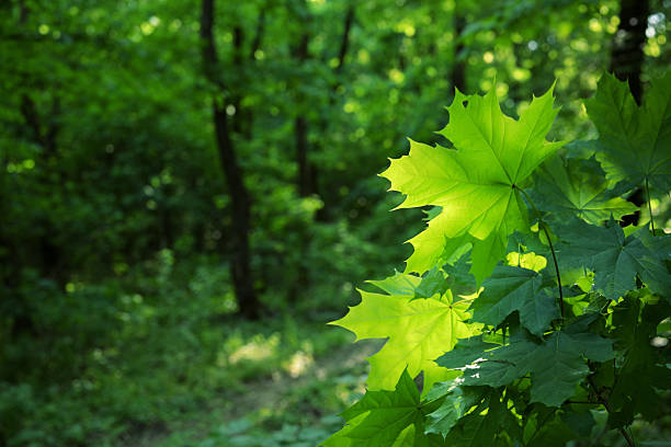 Horizontal image of bright green maple leaves (Acer platanoides) lit by sunlight in a dense summer forest. The vibrant foliage is highlighted against a dark, blurry background of tree trunks and understory plants, emphasizing the natural beauty and fresh atmosphere of the woodland environment. Ideal for themes of ecology, biodiversity, forestry, and nature backgrounds.