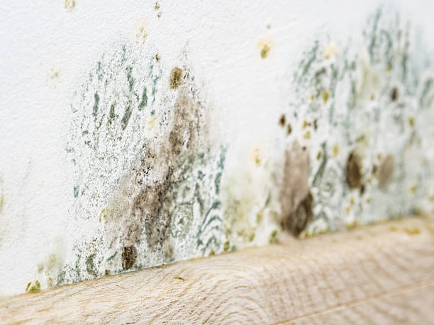 istock Mould and fungus growth on white wall 2213848422