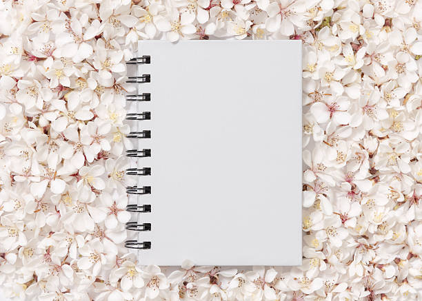 Gray blank spiral notebook over white cherry flowers top view, copy space, mockup. Spiral hardcover textbook for school or dairy, Spring mood