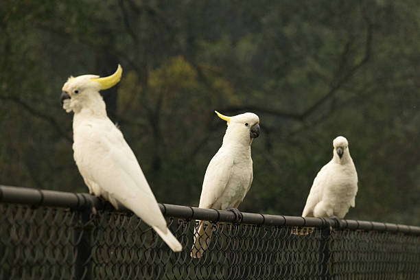 istock Three Cockatoo's sitting on a fence 2213851239