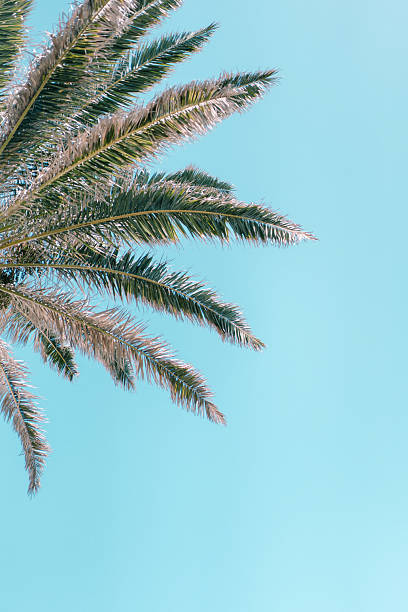 istock Palm tree against blue sky. Low angle. Aesthetic background 2213851395