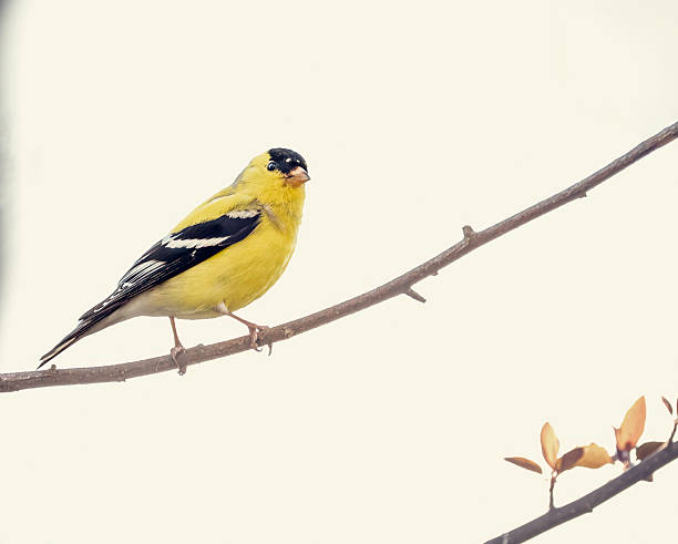 istock Springtime Goldfinch in Full Color 2213851566