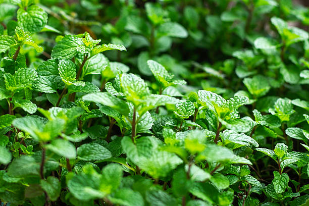 istock Mint leaf or mentha leaf is aromatic, almost exclusively perennial herb 2213852631