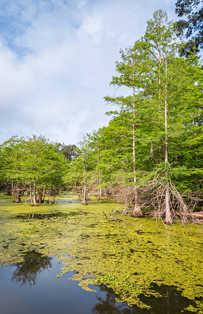 istock Martin Dies, Jr. State Park, in Texas 2213853997