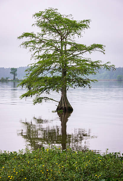 istock Martin Dies, Jr. State Park, in Texas 2213854090