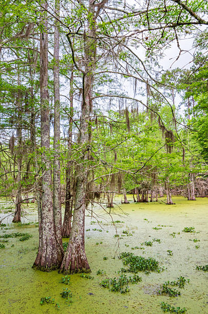 istock Martin Dies, Jr. State Park, in Texas 2213854139