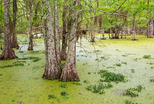 Martin Dies, Jr. State Park, in Texas, USA