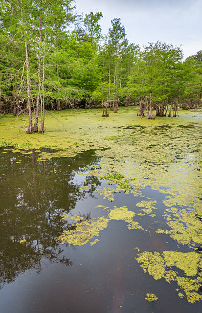 istock Martin Dies, Jr. State Park, in Texas 2213854179