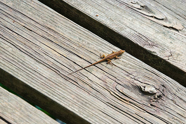 Lizard On Boardwalk at Martin Dies, Jr. State Park, in Texas, USA