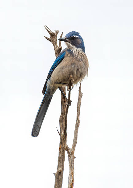 istock An Eastern Bluebird at Palo Duro Canyon State Park, located in the Texas Panhandle 2213855207