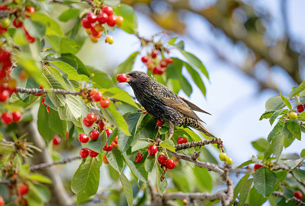istock Starling feeding on cherries, Rome Italy 2213857763