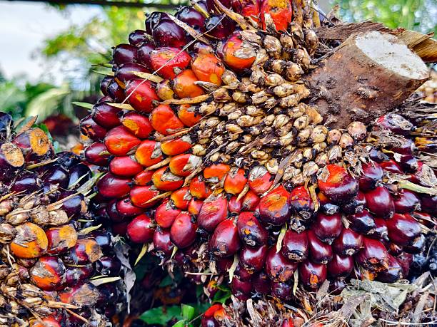 istock oil palm fruit after Harvest 2213858415