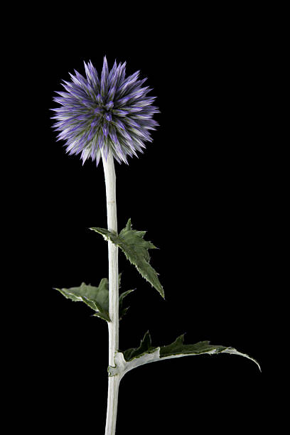 A striking macro close-up of a white and green Globe Thistle [Echinops bannaticus] flower head, highlighting its spiky texture and perfect geometric, spherical shape against a soft green background.