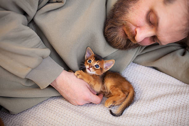 istock Man playing with  abyssinian kitten on bed at home. Cute one month old kitten. 2213858879