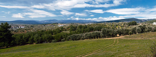 istock Panoramic View of a Peaceful Olive Grove in Daylight 2213858965