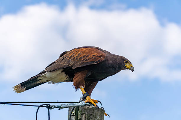 istock Harris's hawk perched on a wooden post with falconry equipment visible, set against a blue sky with soft clouds. The bird of prey is captured in a dynamic pose, making this image ideal for themes related to wildlife, raptors, falconry 2213860081