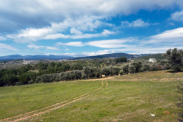istock Olive Trees in a Peaceful Rural Field 2213860738