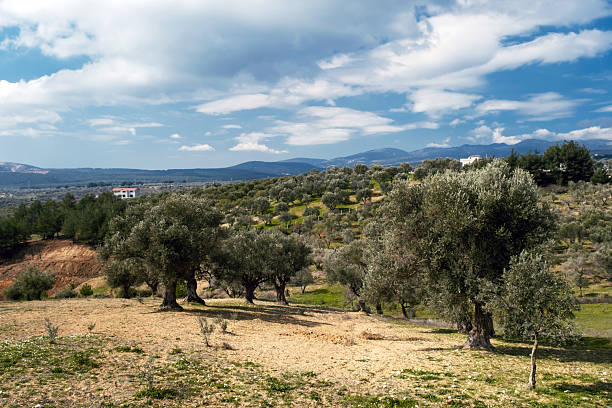 Olive Trees in a Peaceful Rural Field stock photo