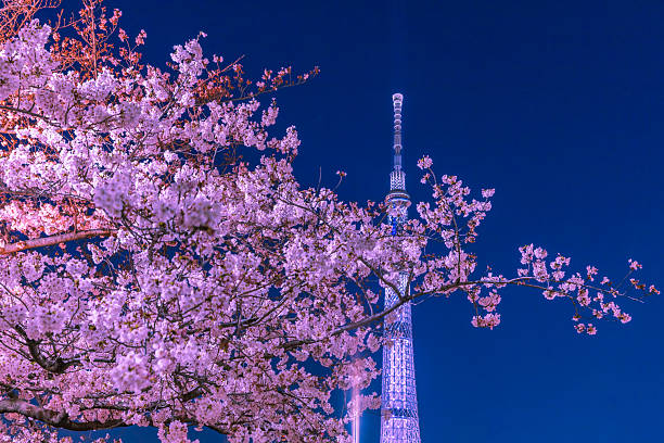 Cherry blossoms and Tokyo Skytree Tokyo night view