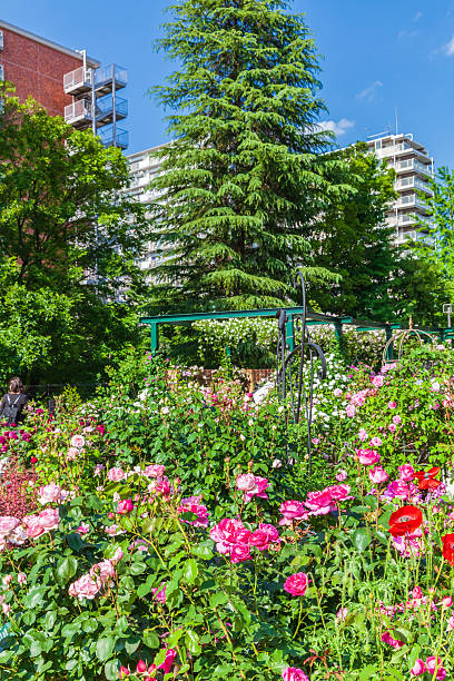 istock Roses and skyscrapers 2213863357