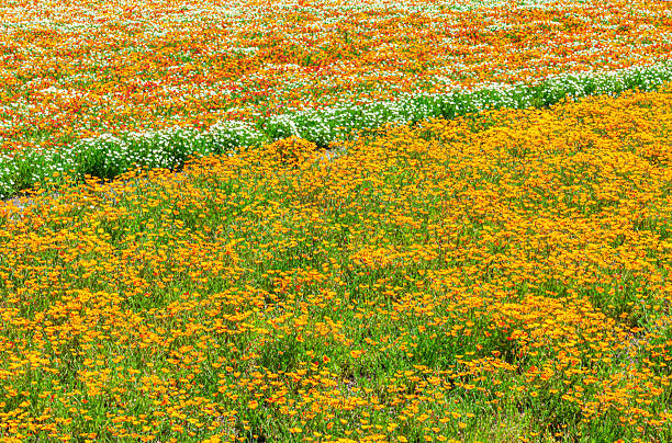 Poppy flower field