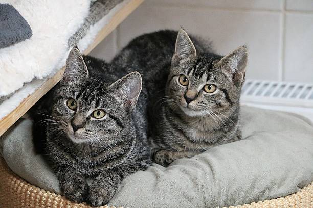 istock two cute grey tabby kittens are cuddling together on a scratching post 2213865067