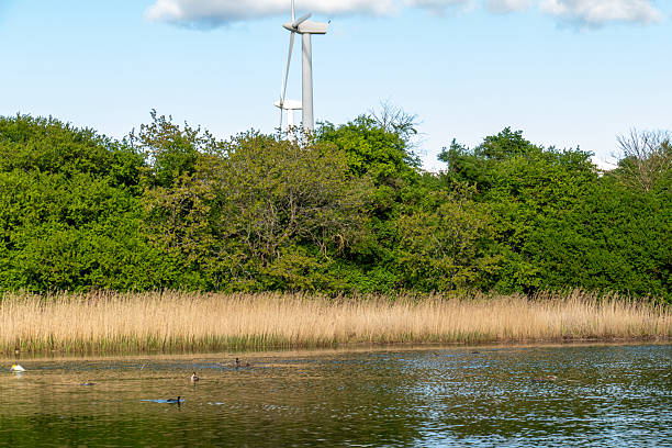 sustainable, green, serene, modern, harmonious