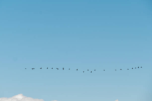 istock Migrating Birds in Flight Against a Clear Blue Sky 2213865827