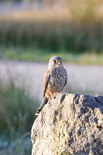 istock Male Kestrel (Falco tinnunculus) 2213866318