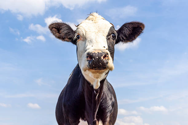 istock Cow black and white, authentic milker cattle, in front of a blue sky 2213866677