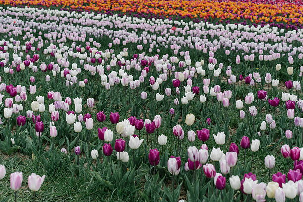 A single white tulip surrounded by a field of purple tulips.