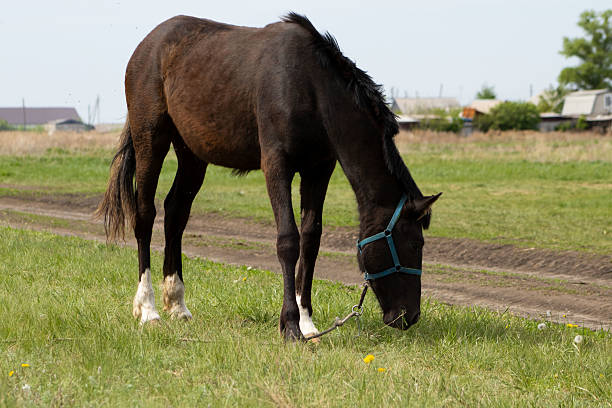 istock Dark Brown Horse Grazing in a Field 2213870302