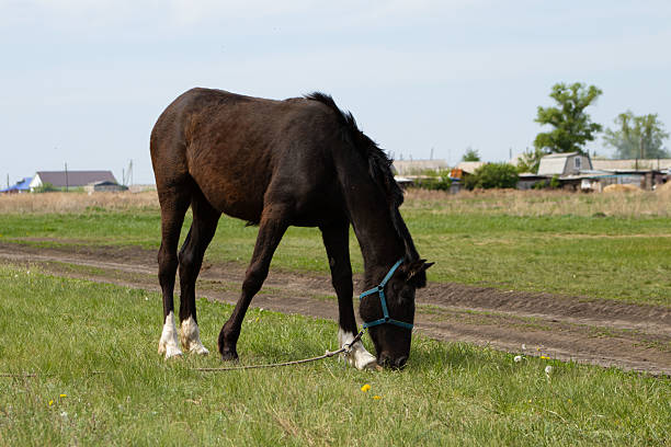 istock Dark Brown Horse Grazing in a Field 2213870316