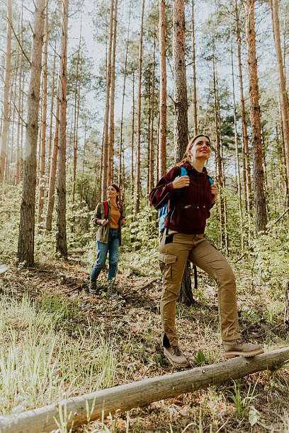 istock Hikers explore a sunlit forest trail surrounded by towering trees on a vibrant autumn morning 2213870324