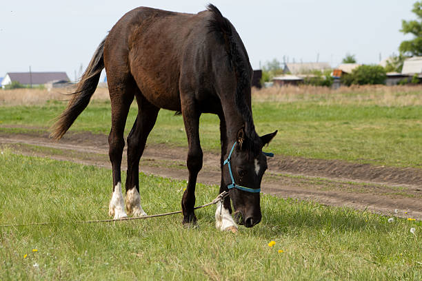 istock Dark Brown Horse Grazing in a Field 2213870426