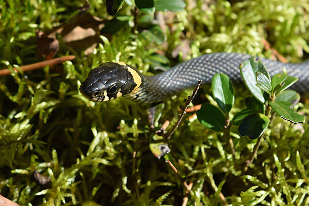 istock Graceful Grass Snake Navigating Through Lush Green Moss in Natural Habitat 2213872277