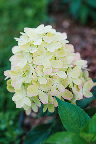 Уход за гортензией Граффити в открытом грунте