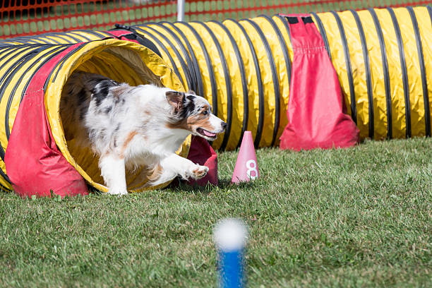 istock Border Collie running through a tunnel 2213876844